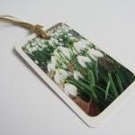 White Blooms No.1 Photo Gift Tag Bookmarks (set Of..