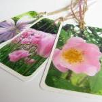 Pink Blooms No.1 Gift Tag Bookmarks (set Of 3)