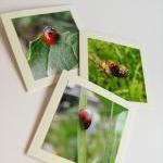 Ladybirds Small Photo Notecards (set Of 3)