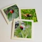 Ladybirds Small Photo Notecards (set Of 3)