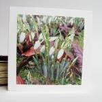 Snowdrops Small Photo Notecards (set Of 3)