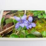 Shady Wildflowers Photo Notecards (set Of 3)