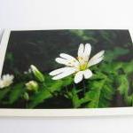 Shady Wildflowers Photo Notecards (set Of 3)
